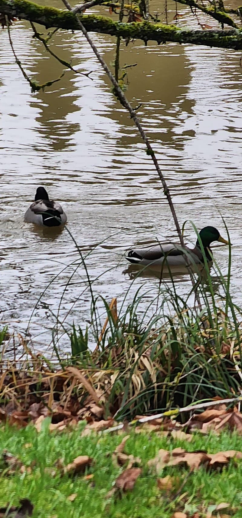 Photo by CrazyOld Pops (Google)