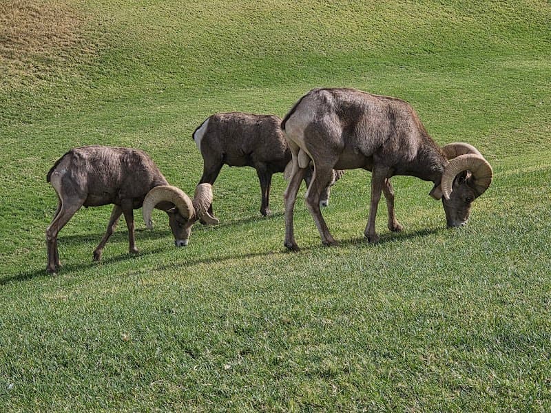 Bighorn Park in Boulder City, NV