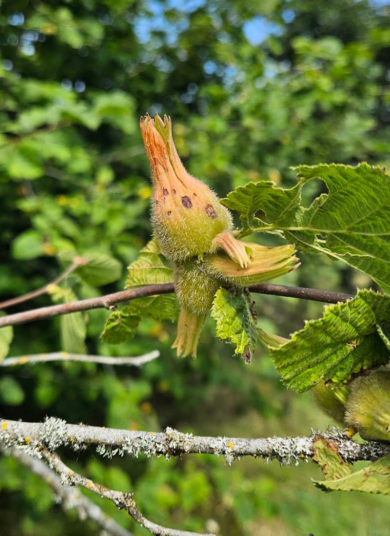 Photo by Ces Azaret (Google)