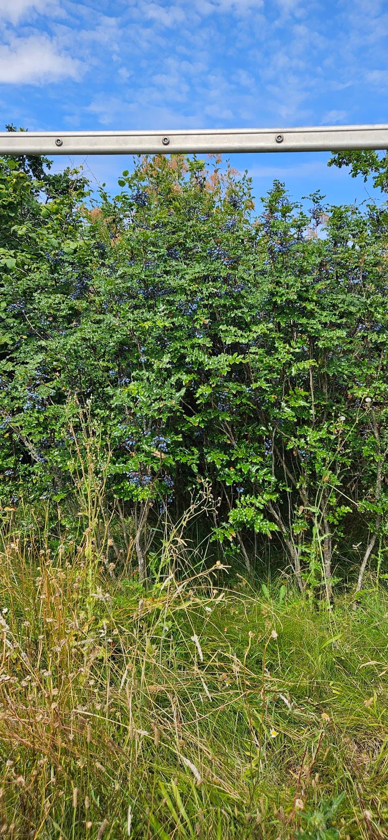 Photo by Ces Azaret (Google)