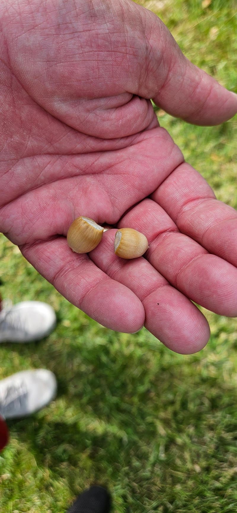 Evergreen Little League - Field #5