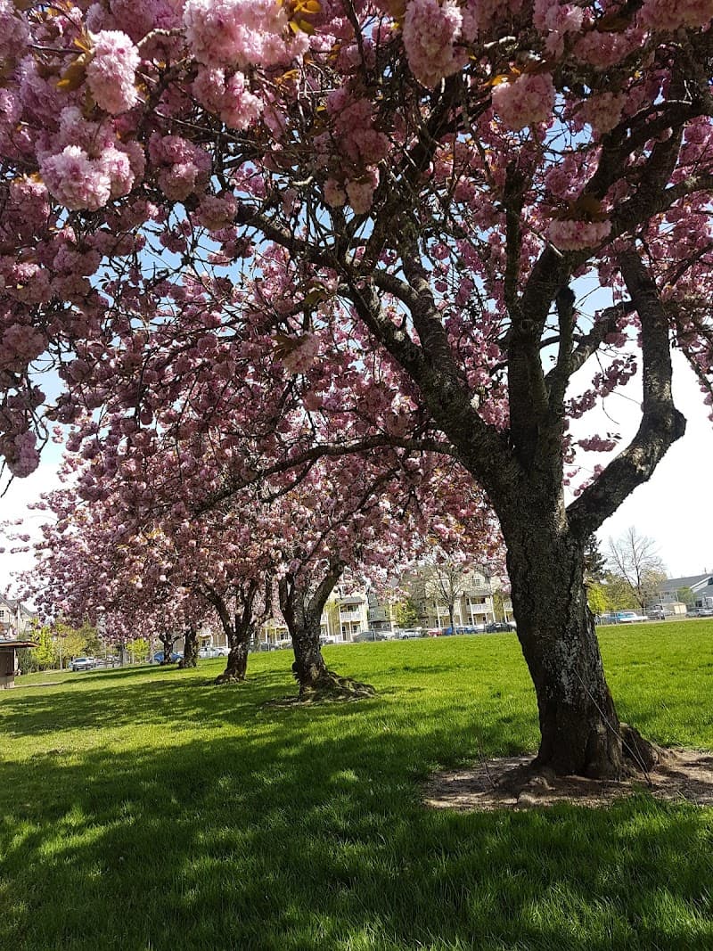 Photo by Nana Muhammad (Google)