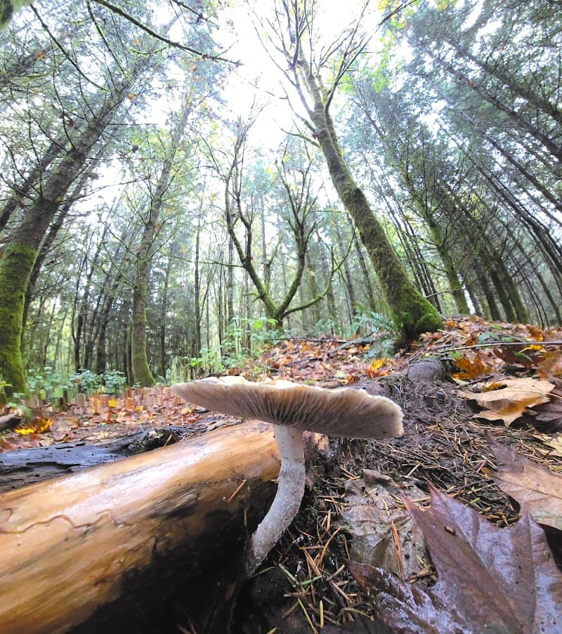 Griffin Athletic Fields