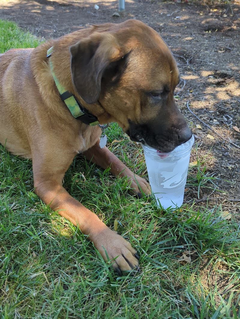 Photo by Elijah Ramirez (Google)