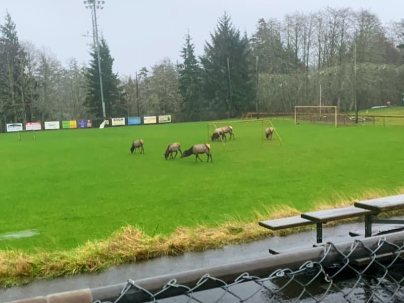 Photo by Kimmy Flannigan (Google)