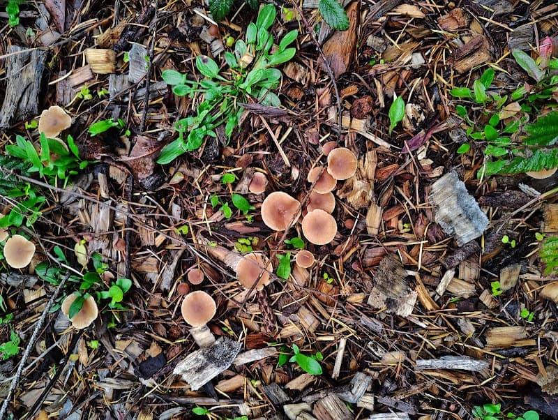 Oakland Madrona Park