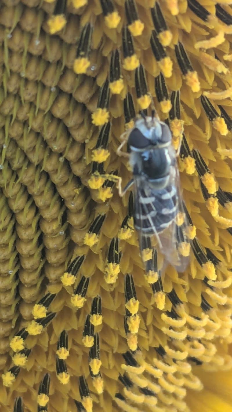 Photo by Dustin Novak (Google)