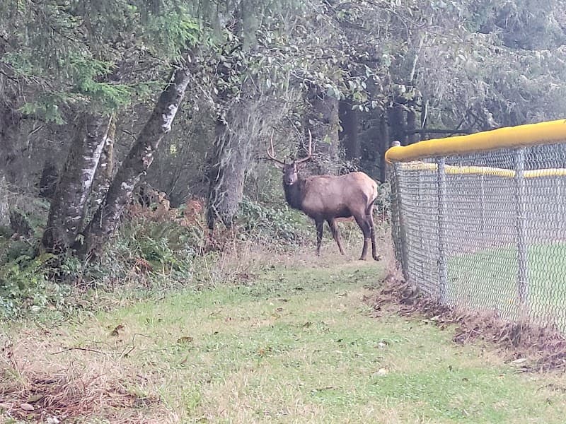 Sons Of Norway Little League Baseball Field