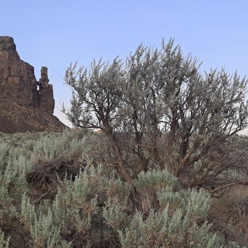 Photo by Brendan Williamson (Google)