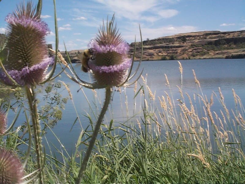 Photo by Twin Lakes Recreation Area (Google)