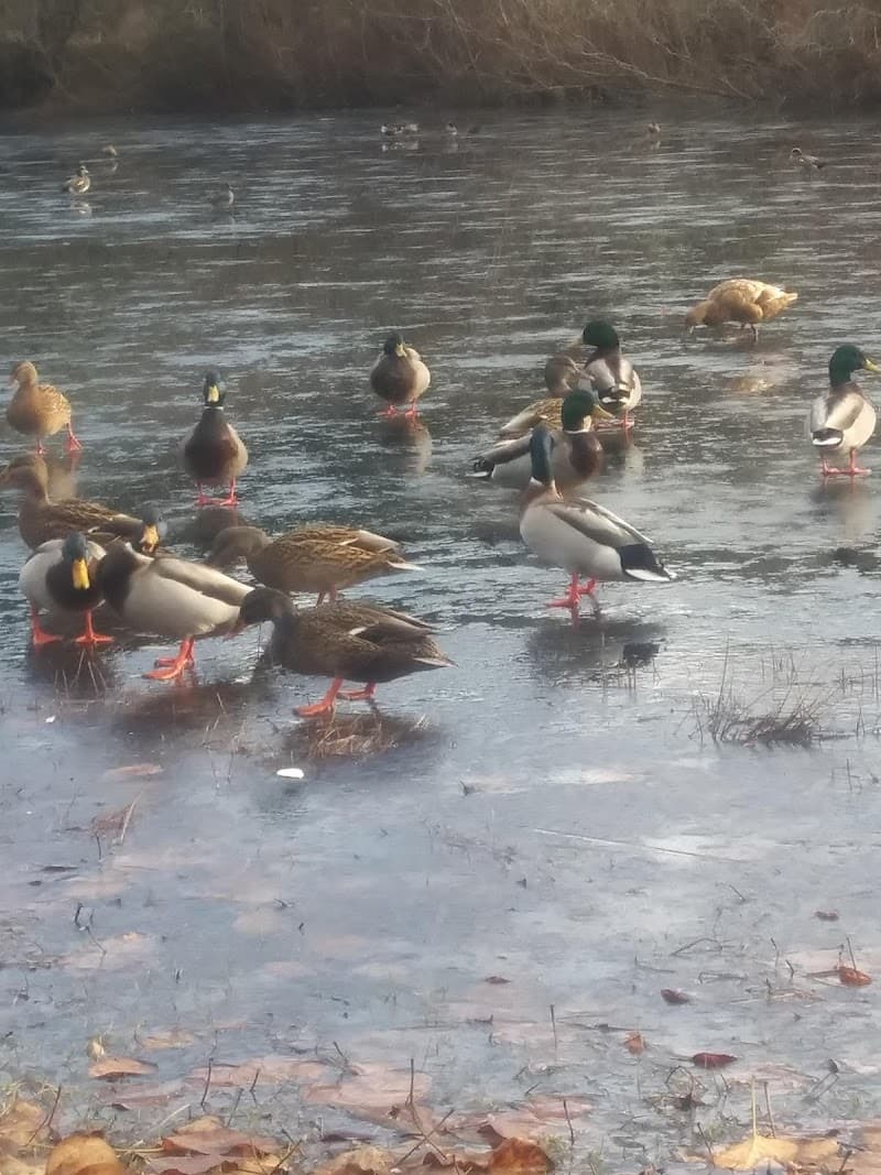 Photo by Shannon Washburn (Google)