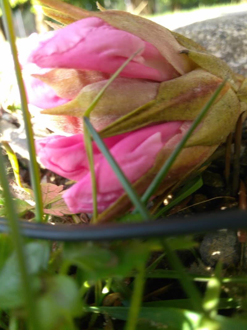 Photo by Dasha Jefferson (Google)