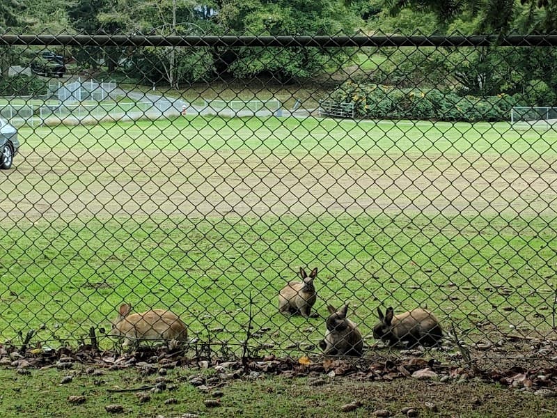 Photo by Ray Mark (Google)