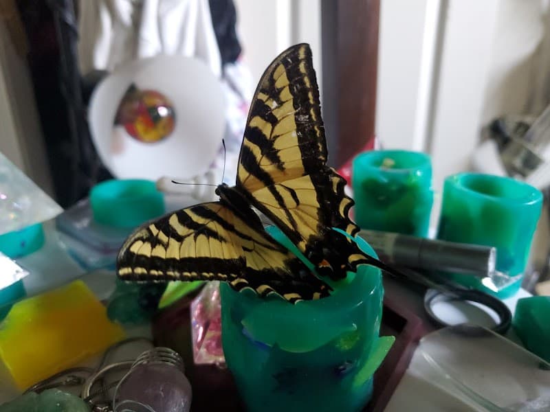 Photo by Alicia Fortress (Google)