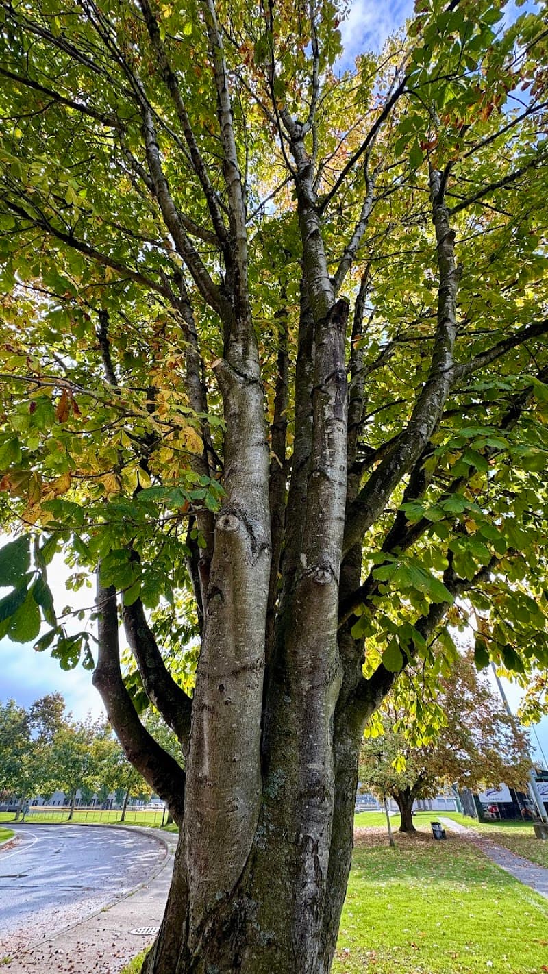 Photo by 白告 (Google)