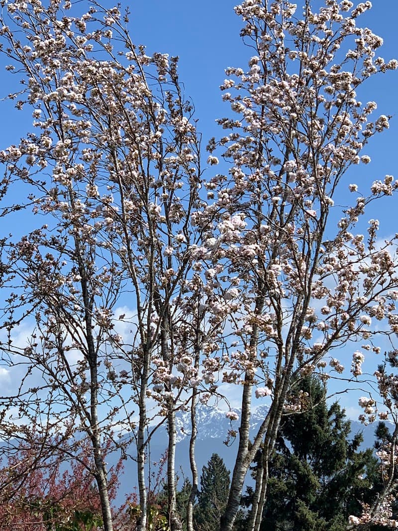 Photo by Muppy (Google)