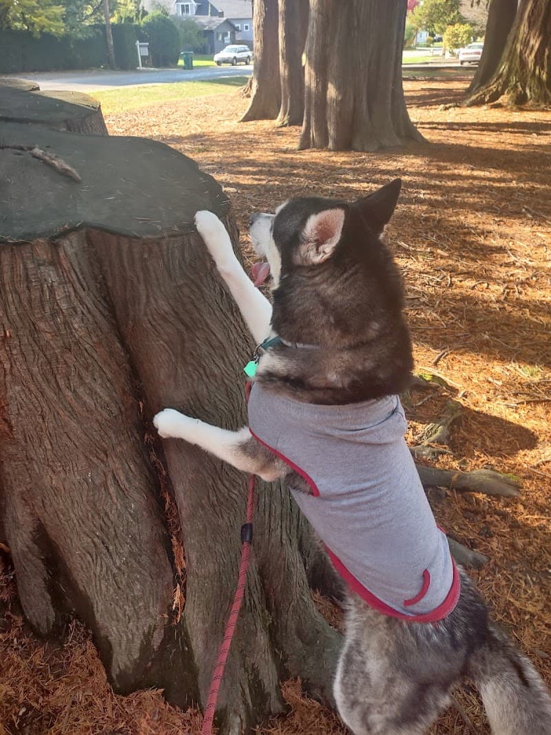 Photo by Lelka (Google)