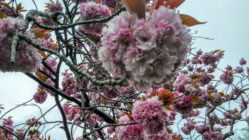 Photo by Pierre Dil (Google)