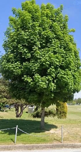 Photo by Evelyn Hughes (Google)