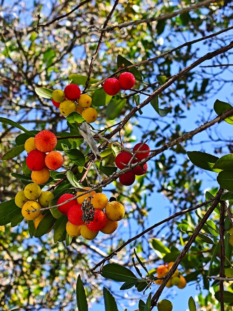 Photo by nhan tran kien (Google)