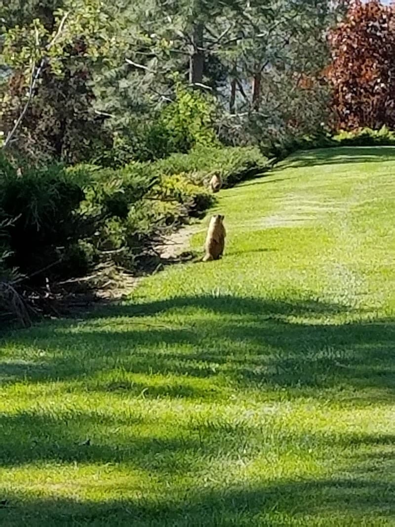 Photo by BD Dash (Google)