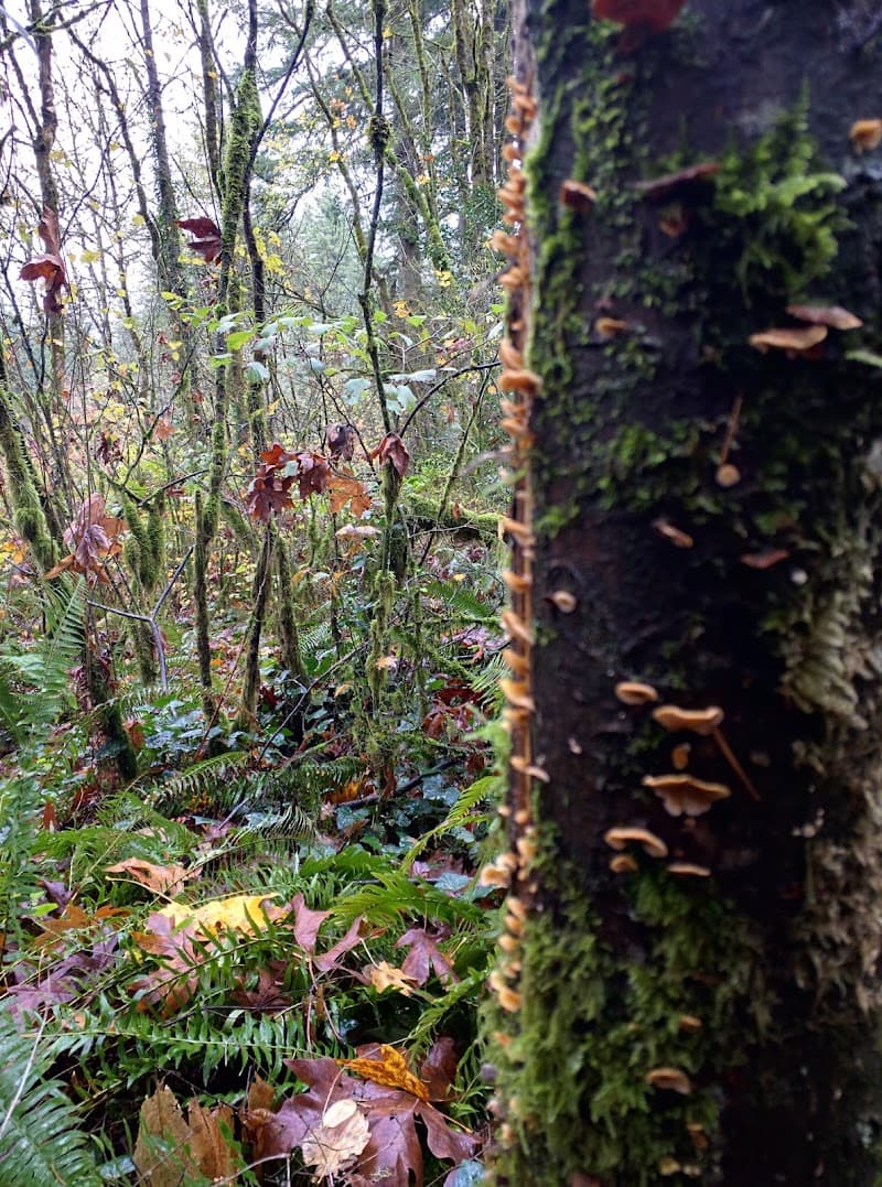 Photo by Dapper Jack (Google)