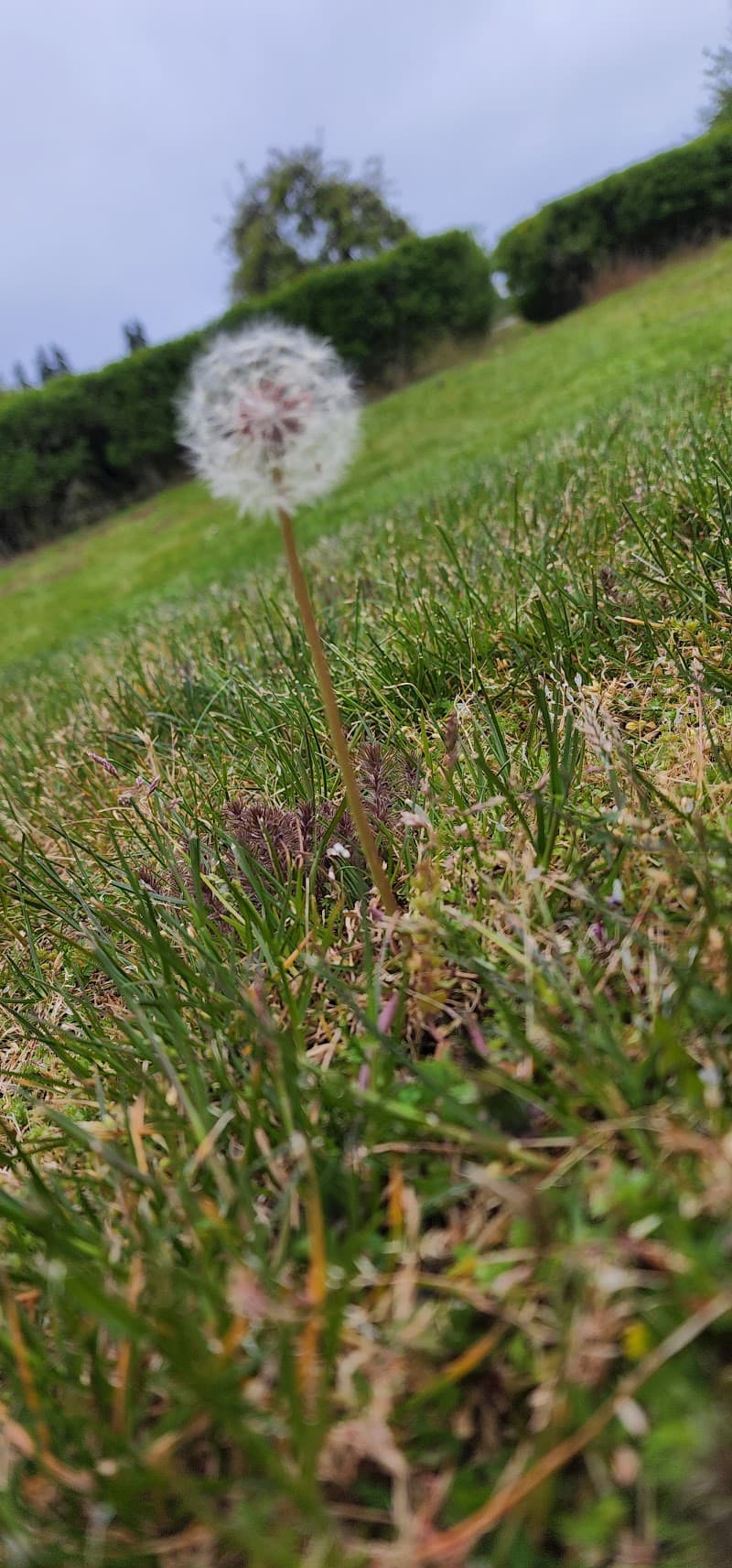 Photo by Araceli Madrid (Google)