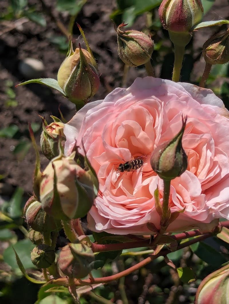 Bradner Gardens Community Center