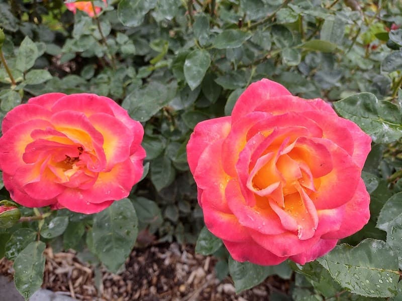 Highlands Grange Park