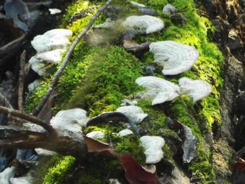 Saint Johns Community Center