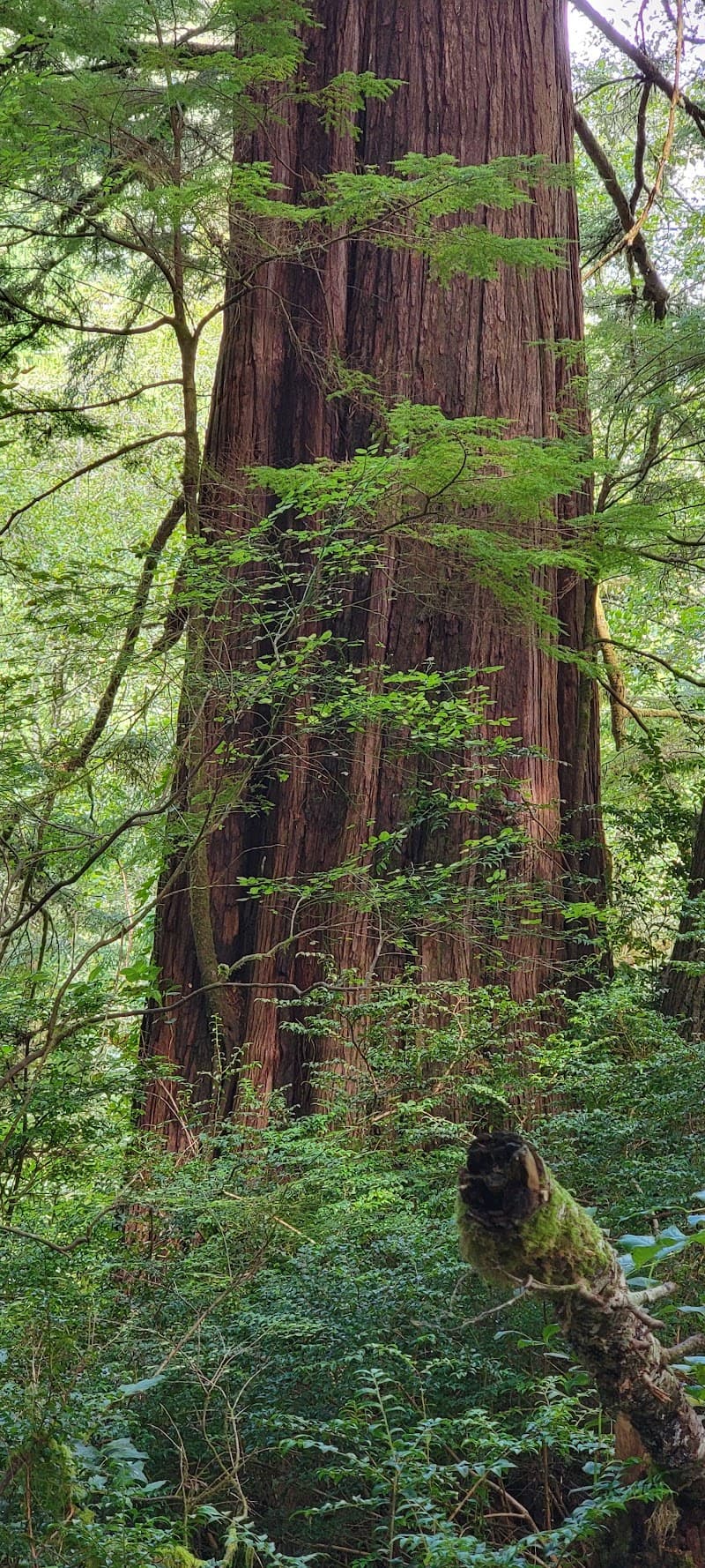 Photo by Miriam Hyson (Google)