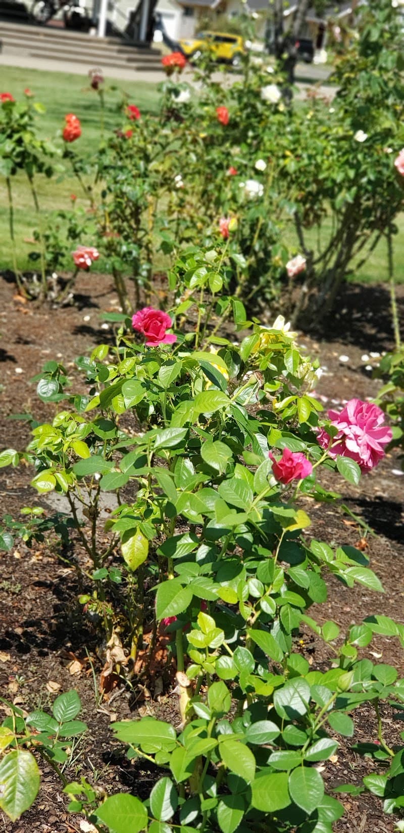 Photo by CrazyOld Pops (Google)