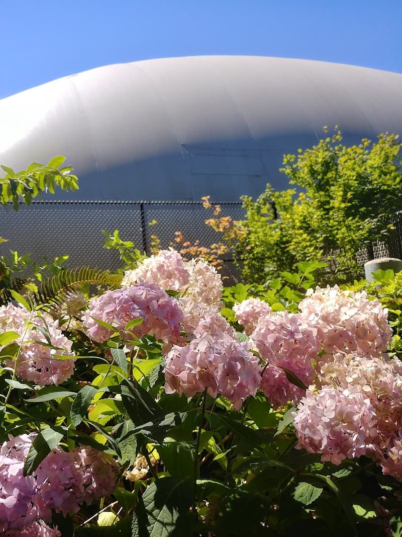 Photo by Emilia Brasier (Google)