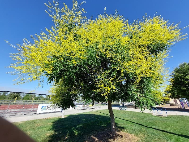 Lithia & Driveway Fields