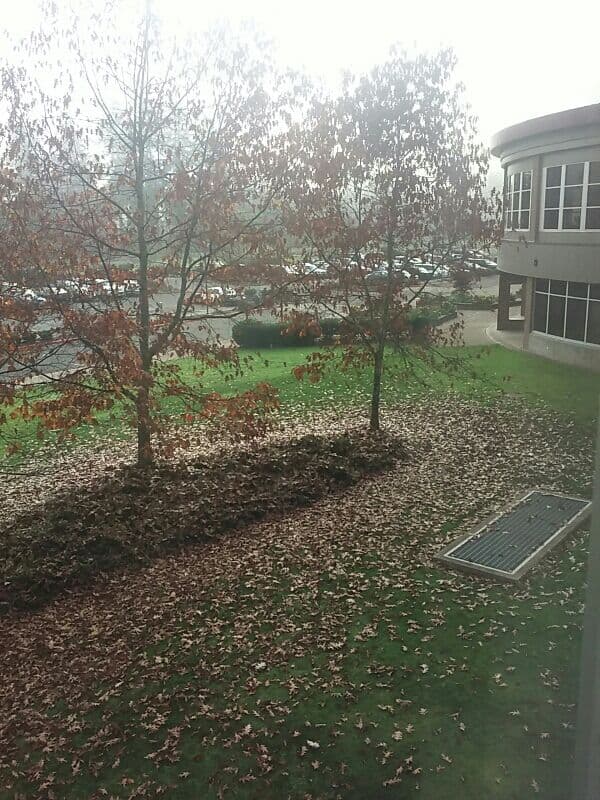 Photo by Rose Abigail (Google)